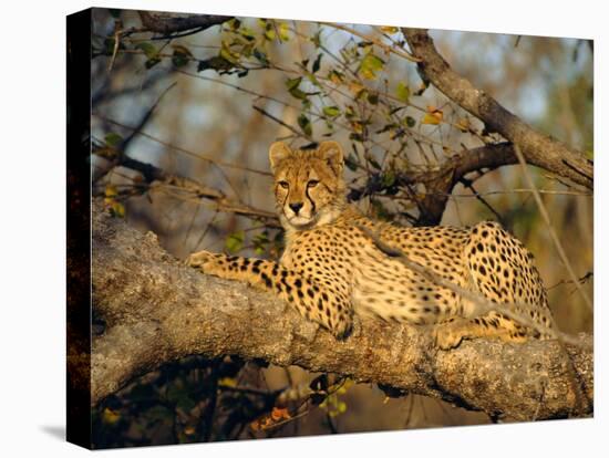 A Cheetah (Acinonyx Jubatus) in a Tree, Kruger Park, South Africa-Paul Allen-Stretched Canvas