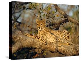 A Cheetah (Acinonyx Jubatus) in a Tree, Kruger Park, South Africa-Paul Allen-Stretched Canvas