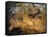 A Cheetah (Acinonyx Jubatus) in a Tree, Kruger Park, South Africa-Paul Allen-Framed Stretched Canvas