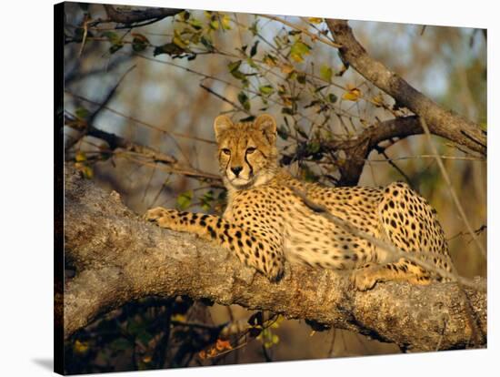 A Cheetah (Acinonyx Jubatus) in a Tree, Kruger Park, South Africa-Paul Allen-Stretched Canvas