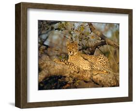 A Cheetah (Acinonyx Jubatus) in a Tree, Kruger Park, South Africa-Paul Allen-Framed Photographic Print