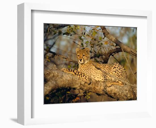 A Cheetah (Acinonyx Jubatus) in a Tree, Kruger Park, South Africa-Paul Allen-Framed Photographic Print