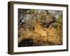 A Cheetah (Acinonyx Jubatus) in a Tree, Kruger Park, South Africa-Paul Allen-Framed Photographic Print