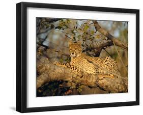 A Cheetah (Acinonyx Jubatus) in a Tree, Kruger Park, South Africa-Paul Allen-Framed Photographic Print