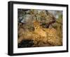 A Cheetah (Acinonyx Jubatus) in a Tree, Kruger Park, South Africa-Paul Allen-Framed Photographic Print