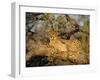 A Cheetah (Acinonyx Jubatus) in a Tree, Kruger Park, South Africa-Paul Allen-Framed Photographic Print