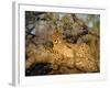 A Cheetah (Acinonyx Jubatus) in a Tree, Kruger Park, South Africa-Paul Allen-Framed Photographic Print