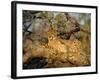 A Cheetah (Acinonyx Jubatus) in a Tree, Kruger Park, South Africa-Paul Allen-Framed Photographic Print
