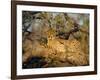 A Cheetah (Acinonyx Jubatus) in a Tree, Kruger Park, South Africa-Paul Allen-Framed Photographic Print