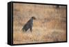 A Cheetah, Acinonyx Jubatus, on the Lookout for a Nearby Leopard at Sunset-Alex Saberi-Framed Stretched Canvas