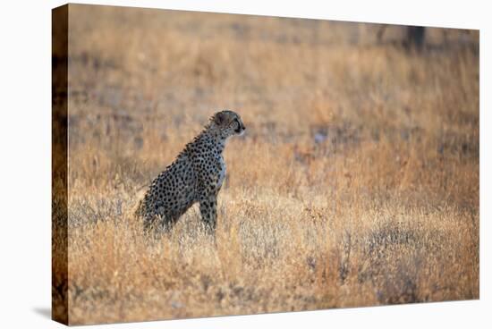 A Cheetah, Acinonyx Jubatus, on the Lookout for a Nearby Leopard at Sunset-Alex Saberi-Stretched Canvas