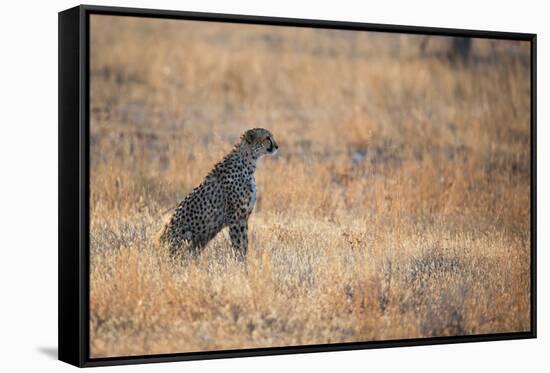 A Cheetah, Acinonyx Jubatus, on the Lookout for a Nearby Leopard at Sunset-Alex Saberi-Framed Stretched Canvas