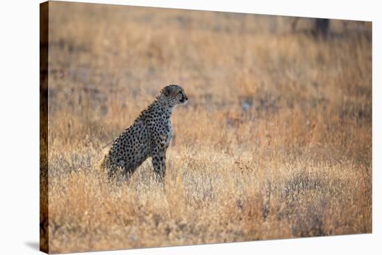 A Cheetah, Acinonyx Jubatus, on the Lookout for a Nearby Leopard at Sunset-Alex Saberi-Stretched Canvas