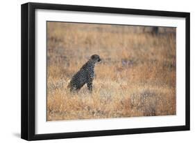 A Cheetah, Acinonyx Jubatus, on the Lookout for a Nearby Leopard at Sunset-Alex Saberi-Framed Photographic Print