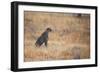 A Cheetah, Acinonyx Jubatus, on the Lookout for a Nearby Leopard at Sunset-Alex Saberi-Framed Photographic Print