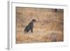 A Cheetah, Acinonyx Jubatus, on the Lookout for a Nearby Leopard at Sunset-Alex Saberi-Framed Photographic Print