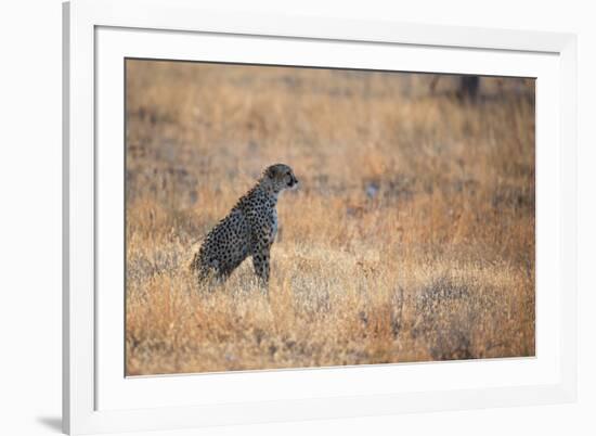 A Cheetah, Acinonyx Jubatus, on the Lookout for a Nearby Leopard at Sunset-Alex Saberi-Framed Photographic Print