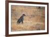 A Cheetah, Acinonyx Jubatus, on the Lookout for a Nearby Leopard at Sunset-Alex Saberi-Framed Photographic Print