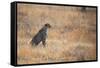 A Cheetah, Acinonyx Jubatus, on the Lookout for a Nearby Leopard at Sunset-Alex Saberi-Framed Stretched Canvas