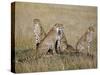 A Cheetah Family on the Grassy Plains of Masai Mara National Reserve-Nigel Pavitt-Stretched Canvas