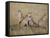 A Cheetah Family on the Grassy Plains of Masai Mara National Reserve-Nigel Pavitt-Framed Stretched Canvas