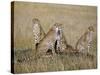 A Cheetah Family on the Grassy Plains of Masai Mara National Reserve-Nigel Pavitt-Stretched Canvas