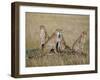 A Cheetah Family on the Grassy Plains of Masai Mara National Reserve-Nigel Pavitt-Framed Photographic Print