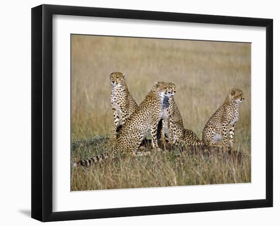 A Cheetah Family on the Grassy Plains of Masai Mara National Reserve-Nigel Pavitt-Framed Photographic Print