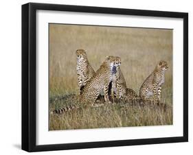 A Cheetah Family on the Grassy Plains of Masai Mara National Reserve-Nigel Pavitt-Framed Photographic Print