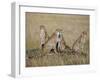 A Cheetah Family on the Grassy Plains of Masai Mara National Reserve-Nigel Pavitt-Framed Photographic Print