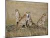 A Cheetah Family on the Grassy Plains of Masai Mara National Reserve-Nigel Pavitt-Mounted Photographic Print