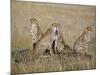 A Cheetah Family on the Grassy Plains of Masai Mara National Reserve-Nigel Pavitt-Mounted Photographic Print
