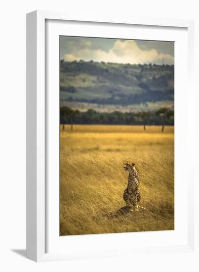 A Cheetah Watching His Surrounding In The Maasai Mara, Kenya-Axel Brunst-Framed Photographic Print