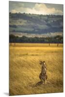 A Cheetah Watching His Surrounding In The Maasai Mara, Kenya-Axel Brunst-Mounted Premium Photographic Print