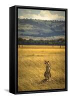 A Cheetah Watching His Surrounding In The Maasai Mara, Kenya-Axel Brunst-Framed Stretched Canvas