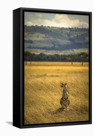 A Cheetah Watching His Surrounding In The Maasai Mara, Kenya-Axel Brunst-Framed Stretched Canvas