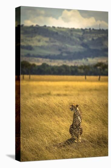 A Cheetah Watching His Surrounding In The Maasai Mara, Kenya-Axel Brunst-Stretched Canvas