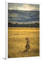 A Cheetah Watching His Surrounding In The Maasai Mara, Kenya-Axel Brunst-Framed Photographic Print