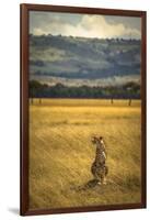 A Cheetah Watching His Surrounding In The Maasai Mara, Kenya-Axel Brunst-Framed Photographic Print