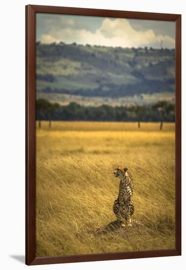 A Cheetah Watching His Surrounding In The Maasai Mara, Kenya-Axel Brunst-Framed Photographic Print