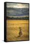 A Cheetah Watching His Surrounding In The Maasai Mara, Kenya-Axel Brunst-Framed Stretched Canvas