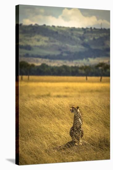 A Cheetah Watching His Surrounding In The Maasai Mara, Kenya-Axel Brunst-Stretched Canvas