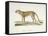 A Cheetah-Werner-Framed Stretched Canvas