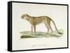 A Cheetah-Werner-Framed Stretched Canvas