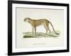 A Cheetah-Werner-Framed Giclee Print