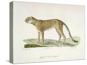 A Cheetah-Werner-Stretched Canvas