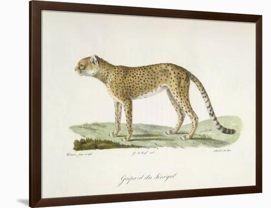 A Cheetah-Werner-Framed Giclee Print