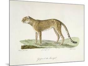 A Cheetah-Werner-Mounted Giclee Print