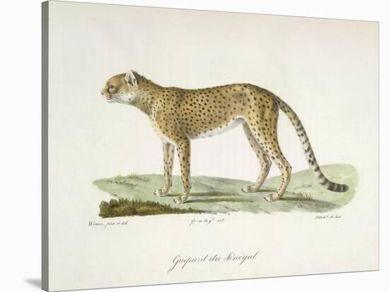 A Cheetah-Werner-Stretched Canvas