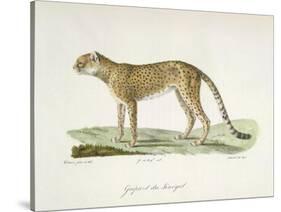 A Cheetah-Werner-Stretched Canvas